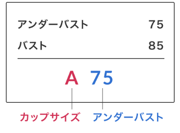 アンフィのサイズ感やイメージに関する参考画像